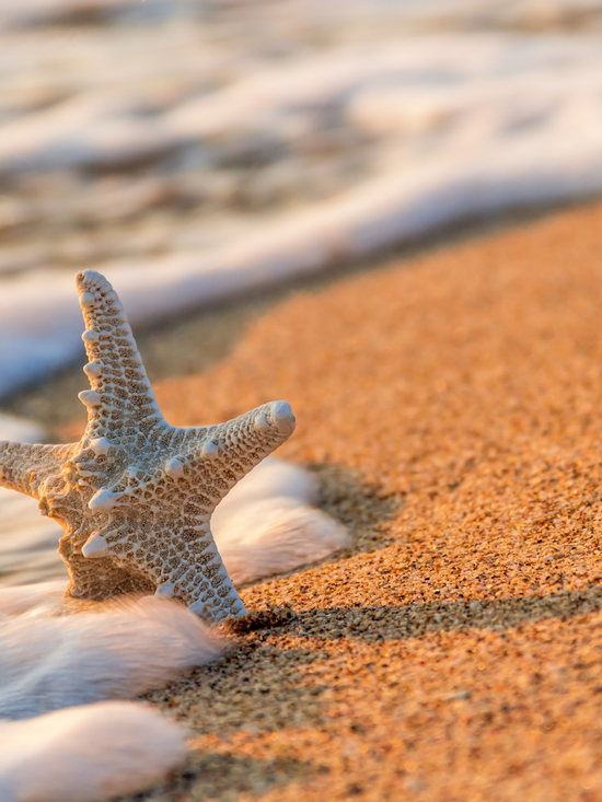 Premium – Radiance & Renewal